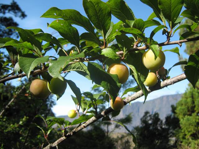 Un beau prunier à l'aire de pique nique en fin de sentier