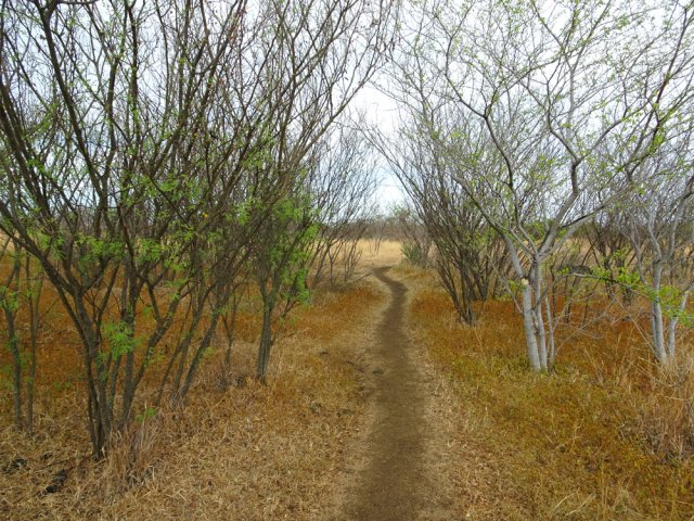 La dernière savane couverte de zépinards avant le pont