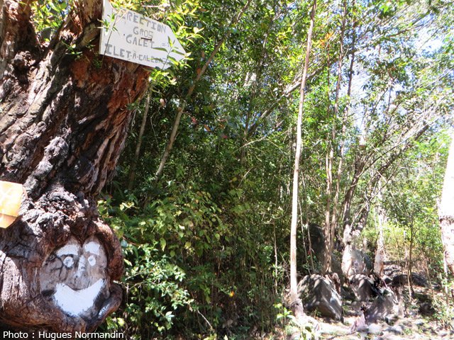 Départ facile à trouver du sentier du Morne Gros Galet