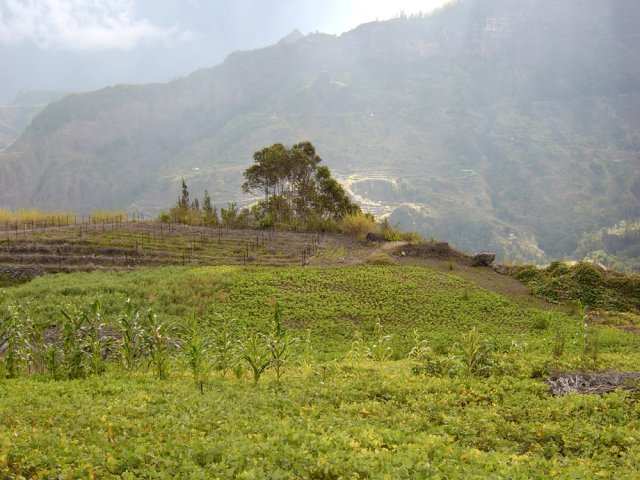 L'îlet est spécialisé dans la culture, principalement de lentille