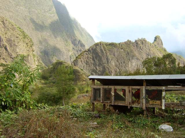 Coqs la cour ou de combat qui vivent en plein air !!!