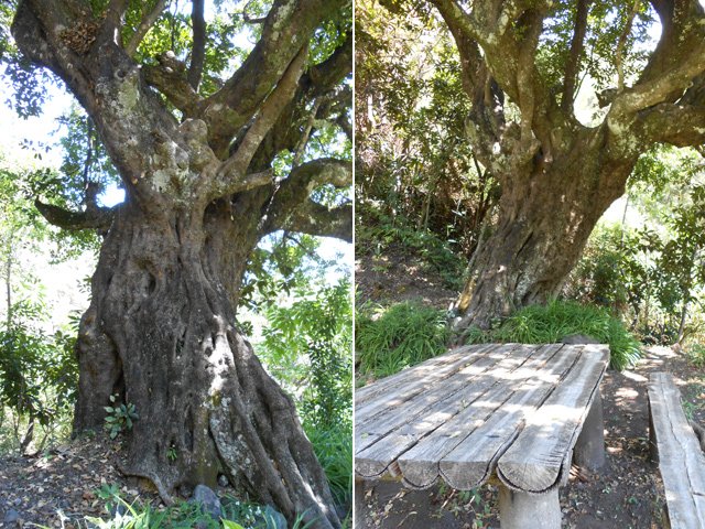 Le fameux bois rouge au bord du sentier du même nom
