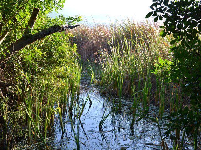 Le sentier passe parfois au plus près des grandes herbes des queues de l'étang