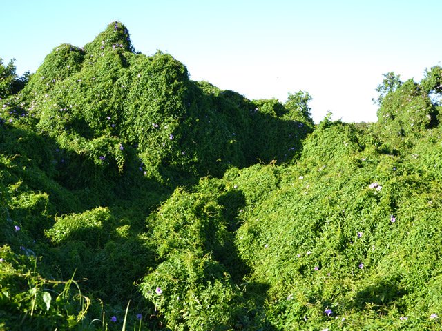 Impossible désormais de reconnaître les arbres en-dessous