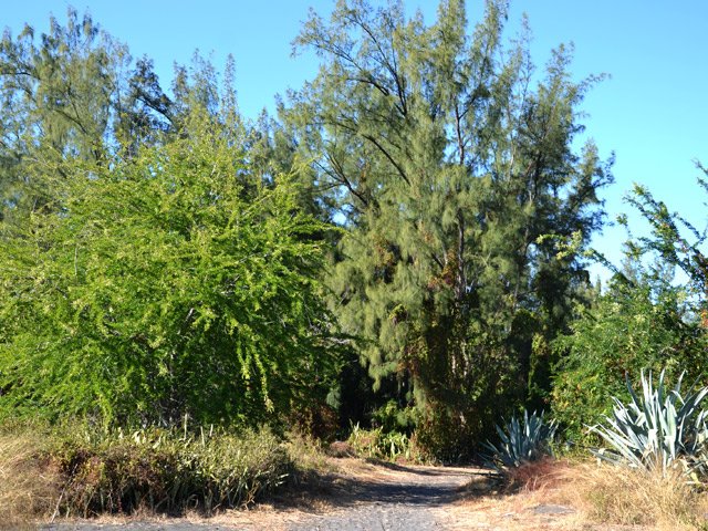 Le type de végétation au plus près des vagues