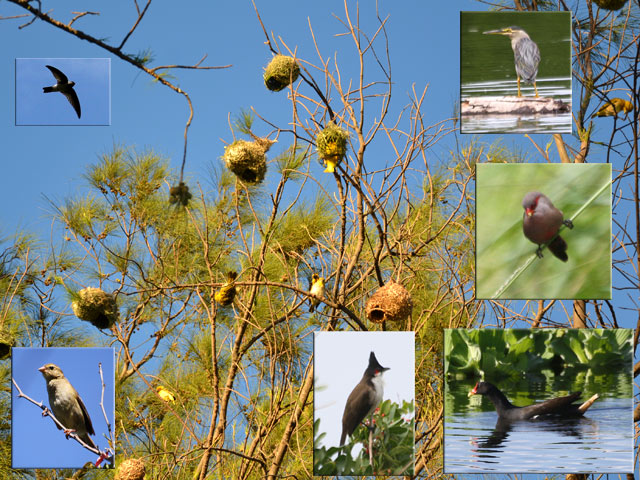 C'est le paradis des oiseaux. Prendre son 200 mm ce jour-là