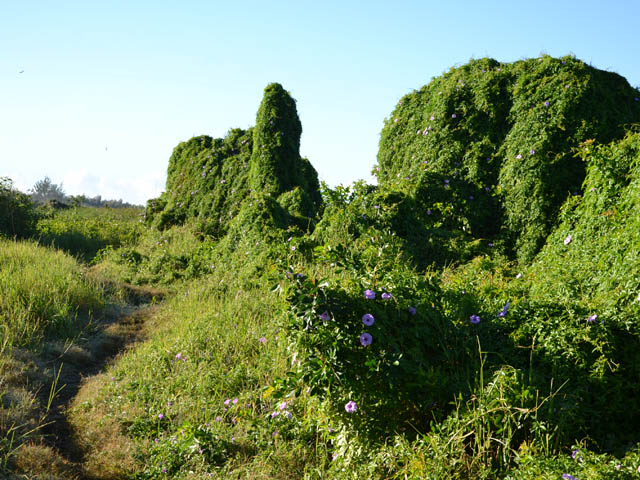 Les lianes qui ont recouvert une partie de la végétation