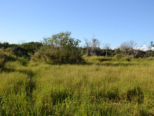 La zone marécageuse dans les queues de l'étang. La trace à gauche n'est pas le sentier