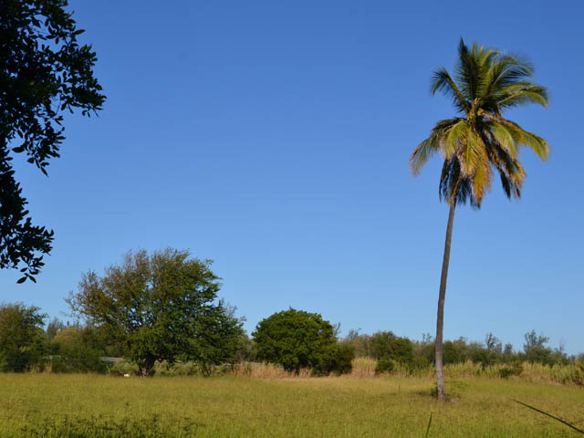 Cocotier isolé dans cette zone de culture