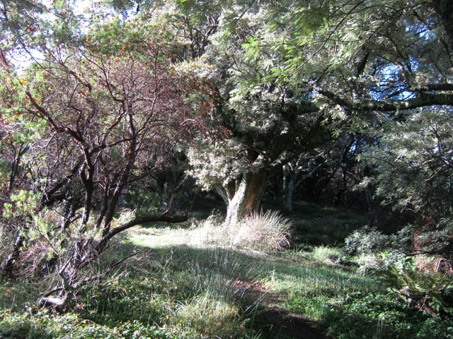 Fleurs jaunes et petits tamarins à la taille respectable