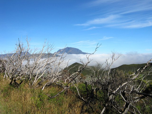 Traces d'anciens incendies et le Piton des Neiges au loin