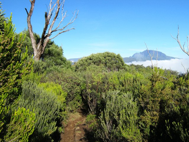 Les branles verts et ambavilles ont repoussé, pas les tamarins. Le sentier étroit qui les traverse