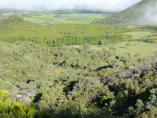 La forêt de cryptomerias du Piton Guichard et le pied du Piton Rouge
