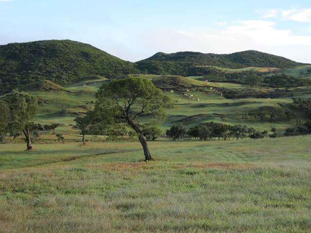 La première prairie dans la rosée du petit matin