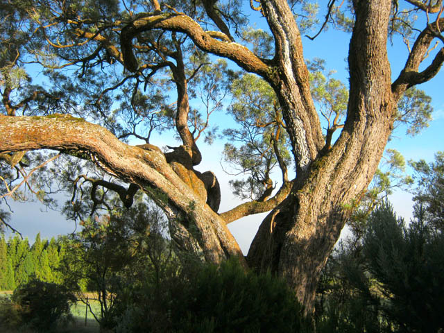 Le très respectable Tamarin Dodo, qu'on peut escalader