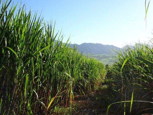 Point de vue sur la Chaîne du Bois de Nèfles au-dessus des cannes