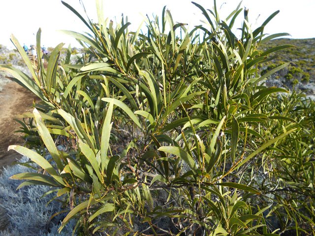 La tamarins ont beaucoup de mal à pousser à cause du climat