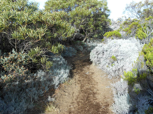 La végétation touffue en bord de sentier (tamarins, branles verts et branles gris)
