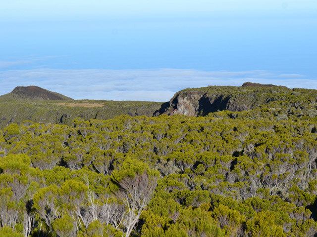 Les branles verts constituent l'essentiel de la végétation d'altitude