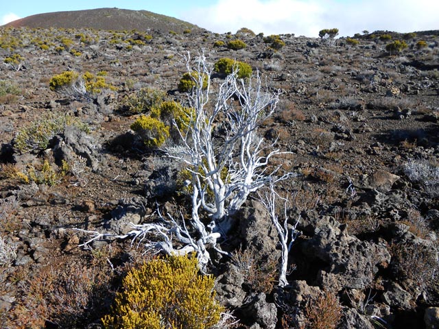 La végétation à l'approche du Piton Rouge