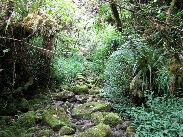 Le sentier emprunte un fond moussu de ravine