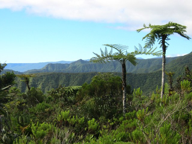 Hauts fanjans mâles entourés de branles verts