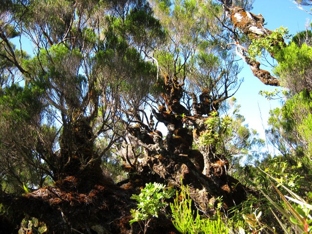 Les branles moussus se multiplient à l'approche du rempart