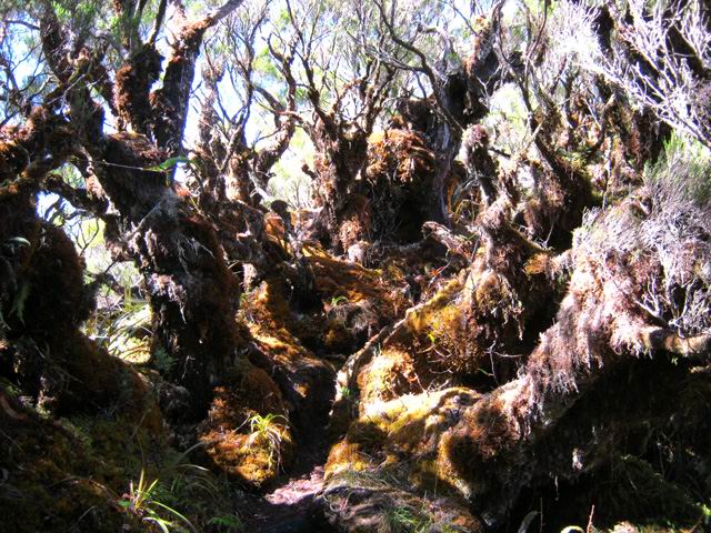 Branles verts et mousses occupent tout le haut du rempart