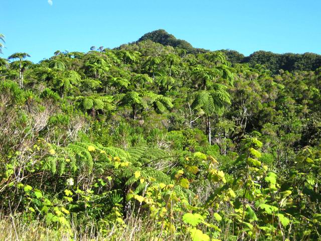Végétation classique des hauts humides avec fougères garanties
