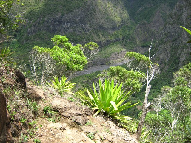 Une portion étroite du sentier de Grand Bassin dans la remontée