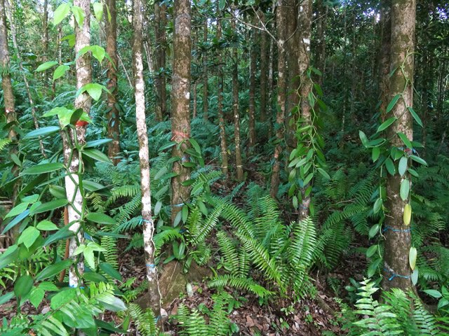 Sur le bord de la route, repérer les belles plantations de vanille