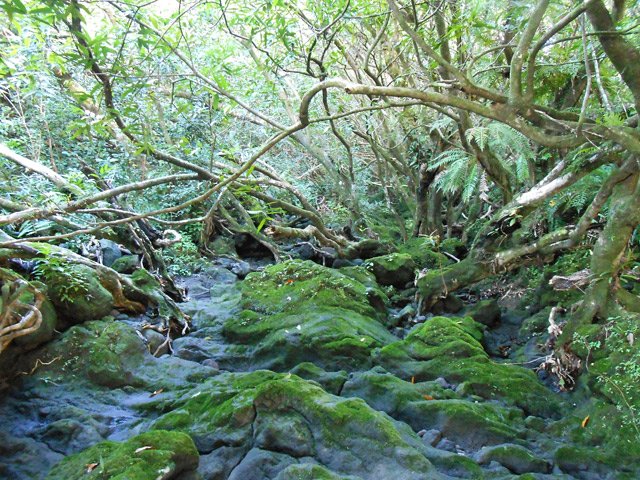 La superbe et sauvage Ravine de Takamaka