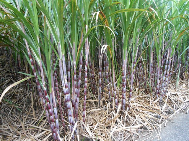 Canne à sucre violette (canne bonbon)