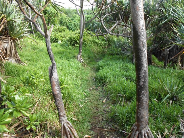 Belle portion de sentier dans les grandes herbes