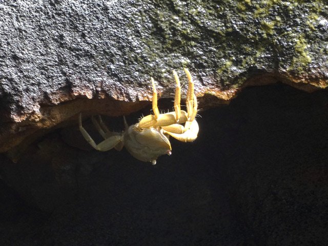 Un crabe en bordure de grotte cherche à se cacher. Ne pas bouger