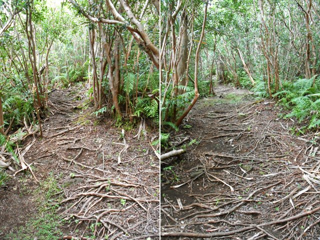 Le début du sentier littoral est encombré de goyaviers et de racines