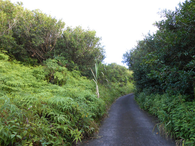 La piste, bordée de fougères, de grands et de petits nates
