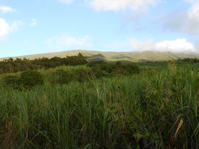 Le Piton de Takamaka au-dessus des cannes rachitiques dans la montée