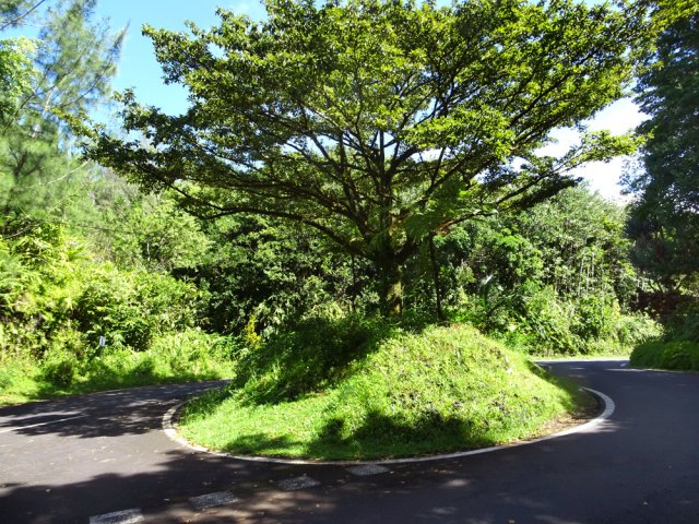 Le benjoin du rond point du Tremblet