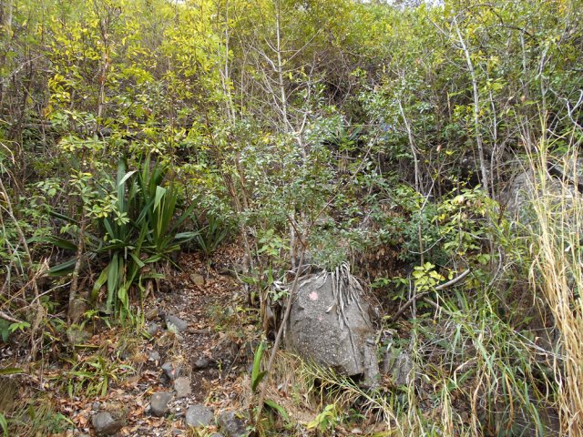 La montée discrète vers l'îlet Malidé. Suivre la peinture orange