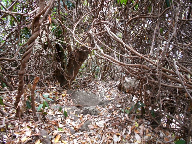 La liane papillon a recouvert presque tout le rempart