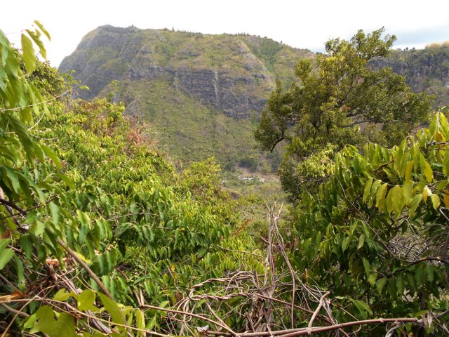La liane papillon cache presque tout la paysage vers la vallée