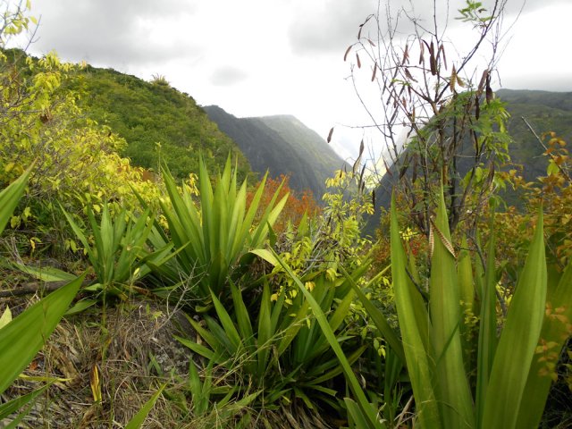 Les chocas remplacent les lianes