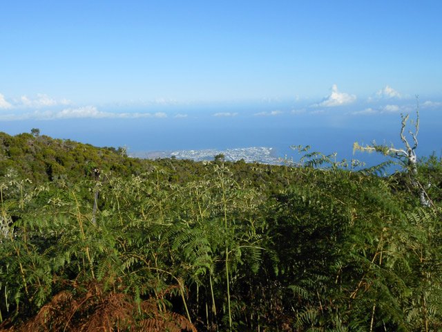 Vue sur le Port un peu cachée par les fougères