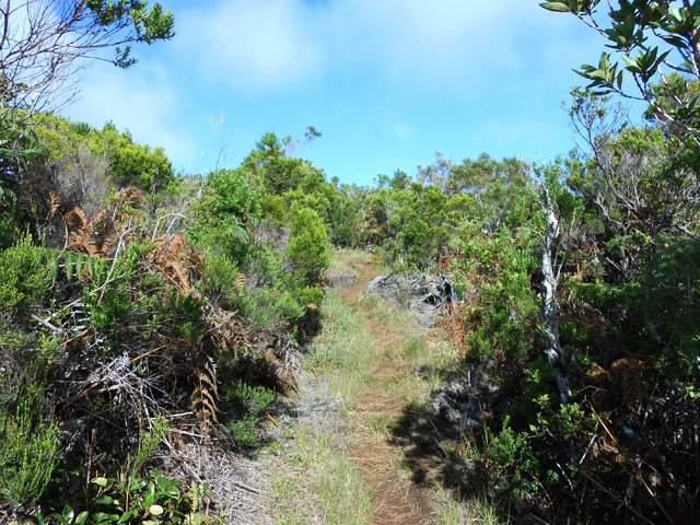 Sentier agréable dans les brandes