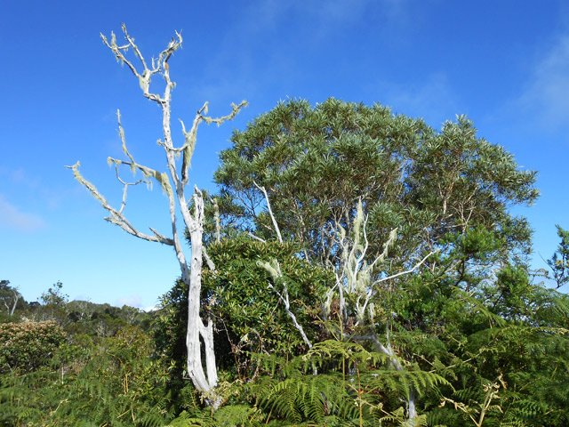 Tamarins morts ou vivants dans les fougères