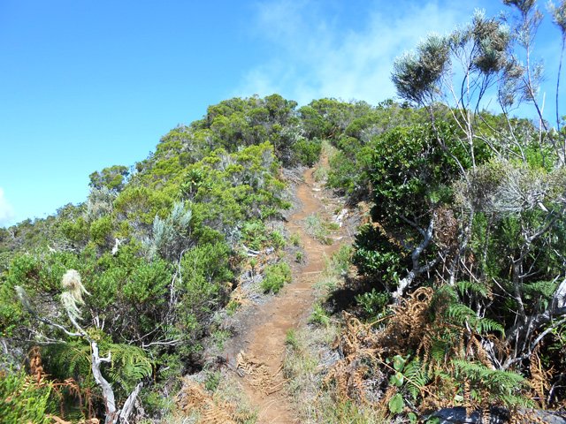 Sentier agréable dans les branles verts