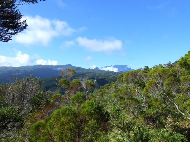 Une idée de la végétation de cette région