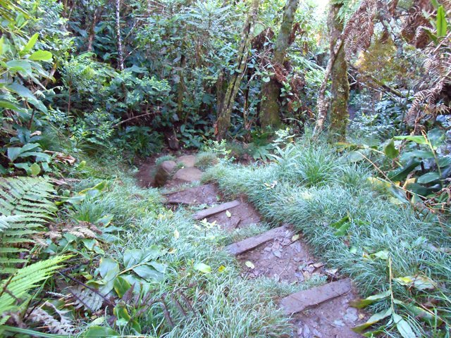 Descente du Piton Batard sur un sentier assez humide