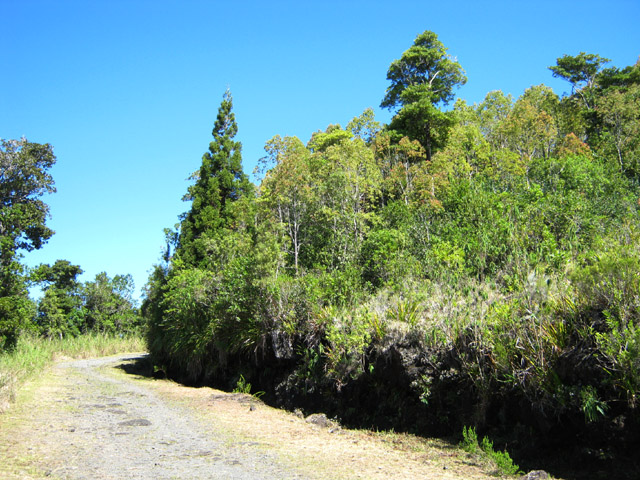 Une partie de la route forestière, à mi-parcours
